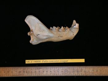 Media type: image;   Mammalogy 54000